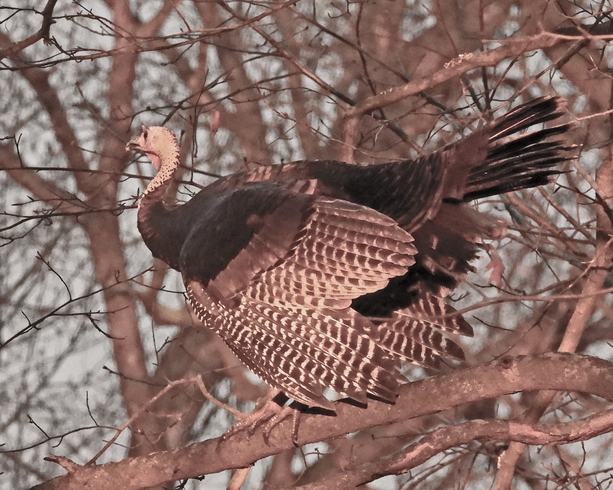 krocan divoký - ML646026966