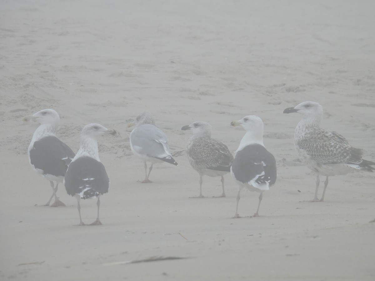 Great Black-backed Gull - ML646026968