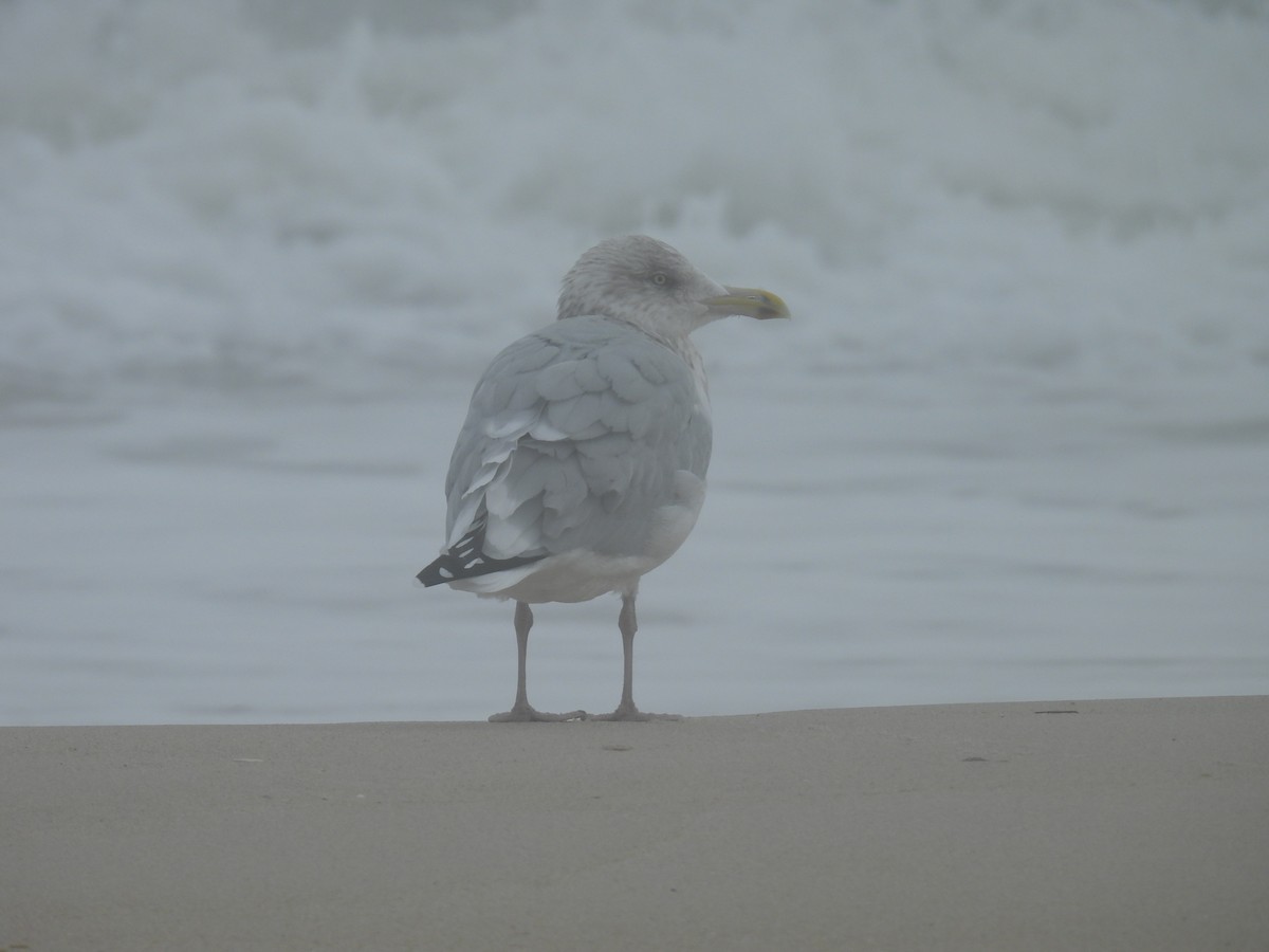 American Herring Gull - ML646026977