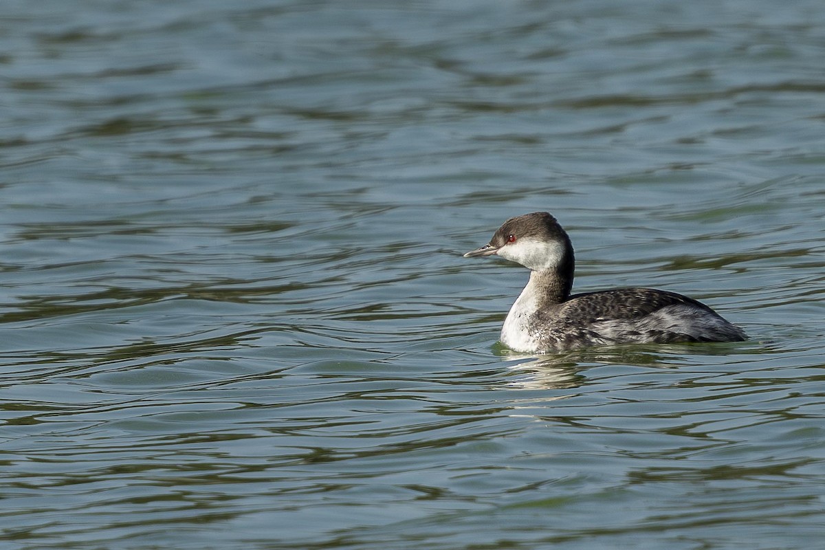 Красношейная поганка - ML646026979
