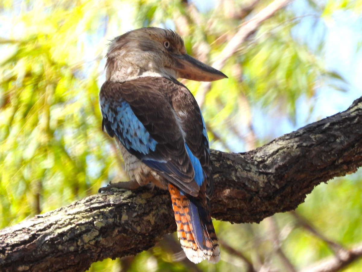 Blue-winged Kookaburra - ML646026983