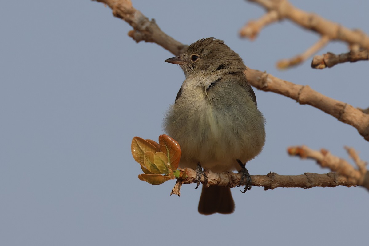 Lesser Elaenia - ML646026988
