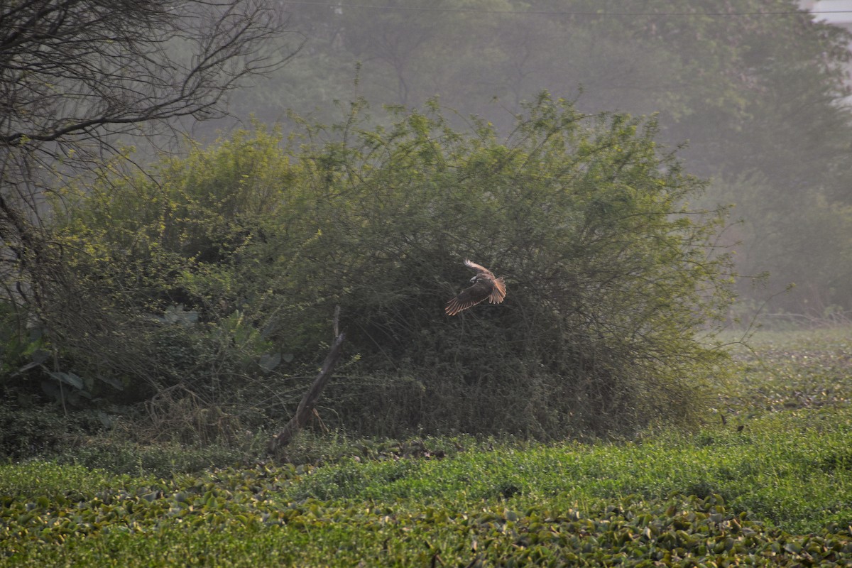 moták pochop - ML646026990