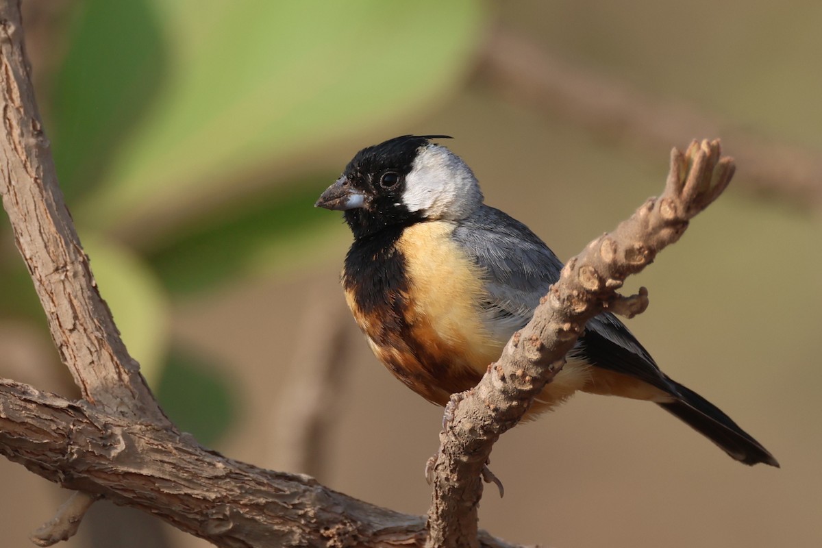 Coal-crested Finch - ML646026994