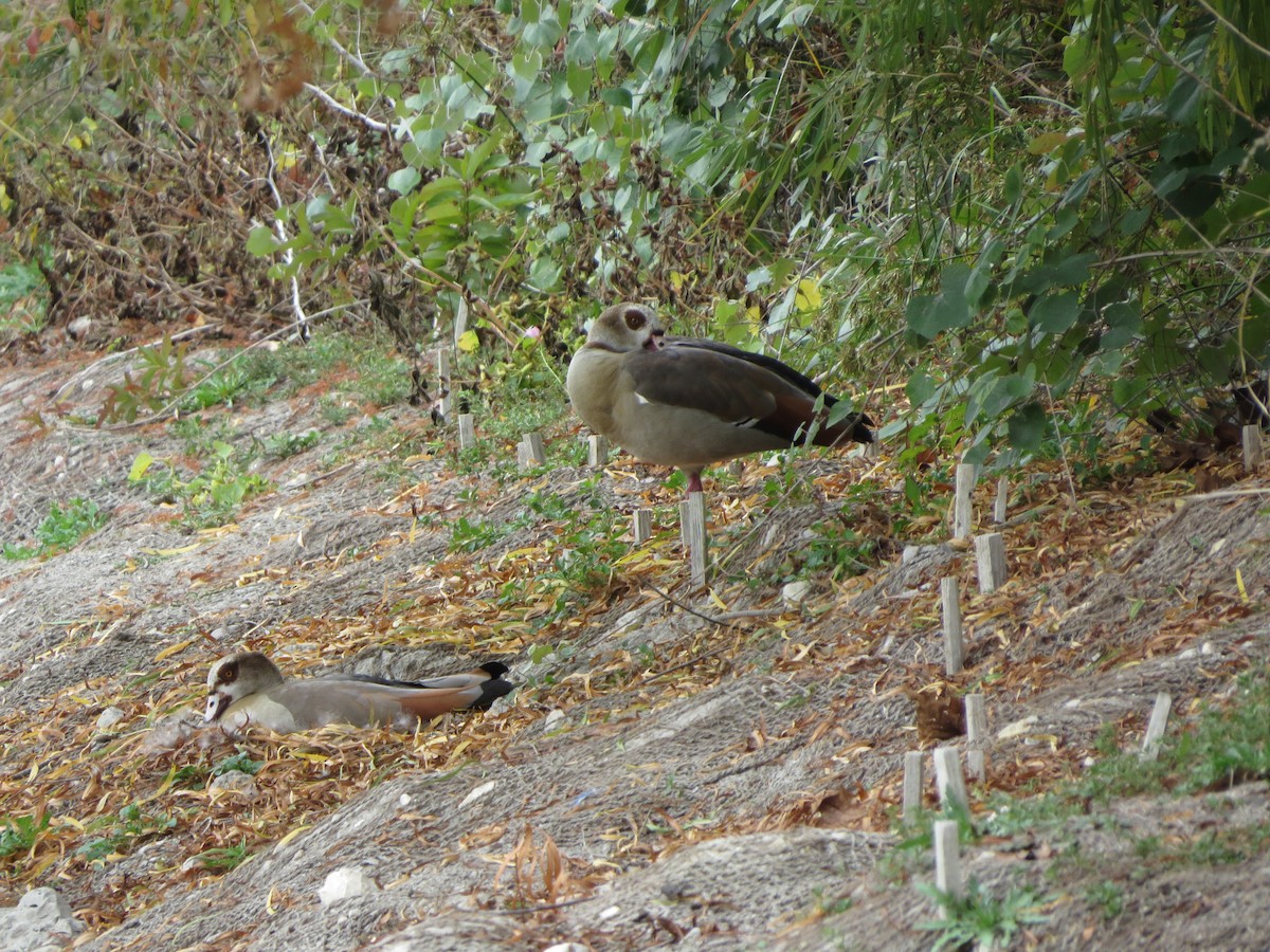 husice nilská - ML646026997