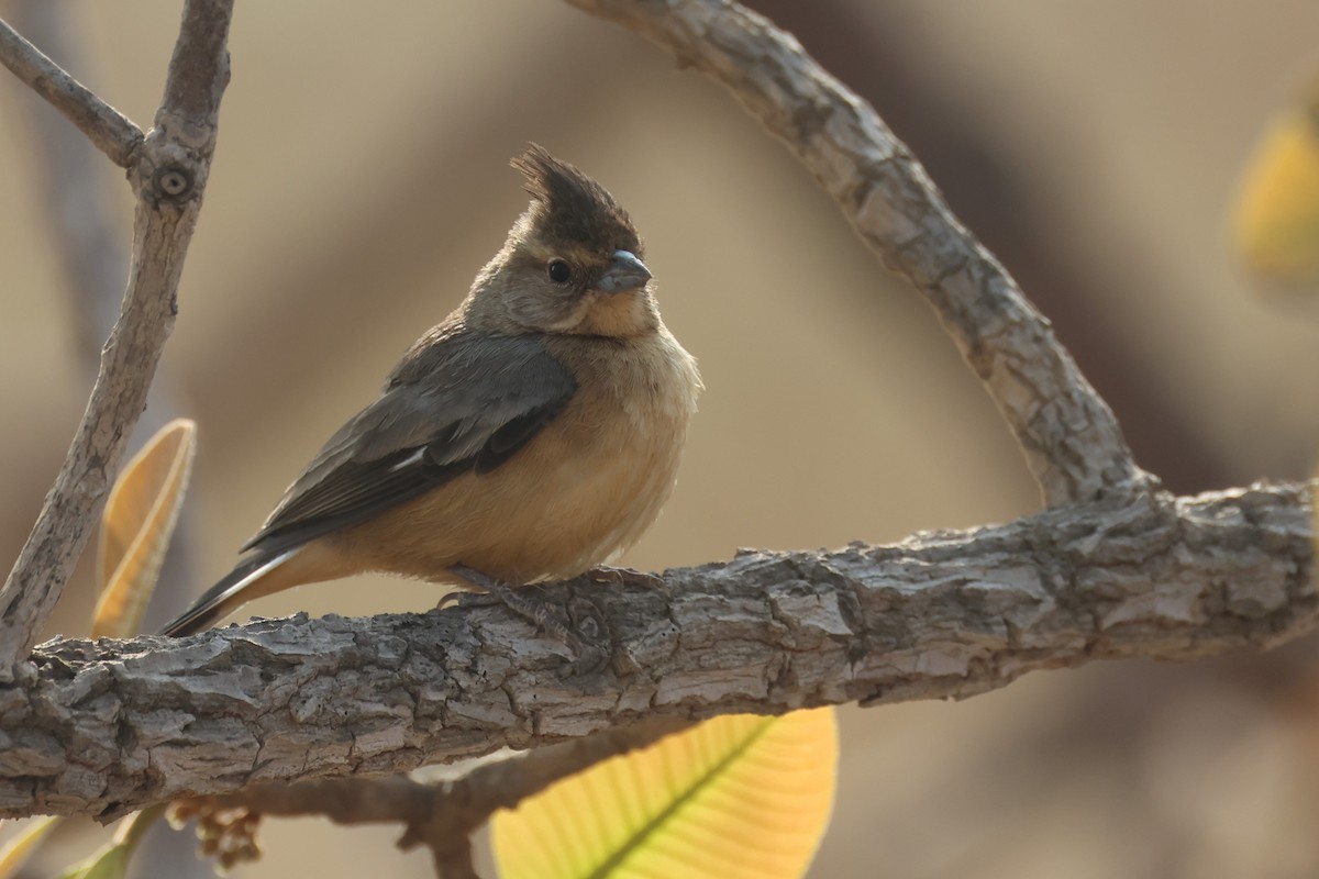 Coal-crested Finch - ML646026998