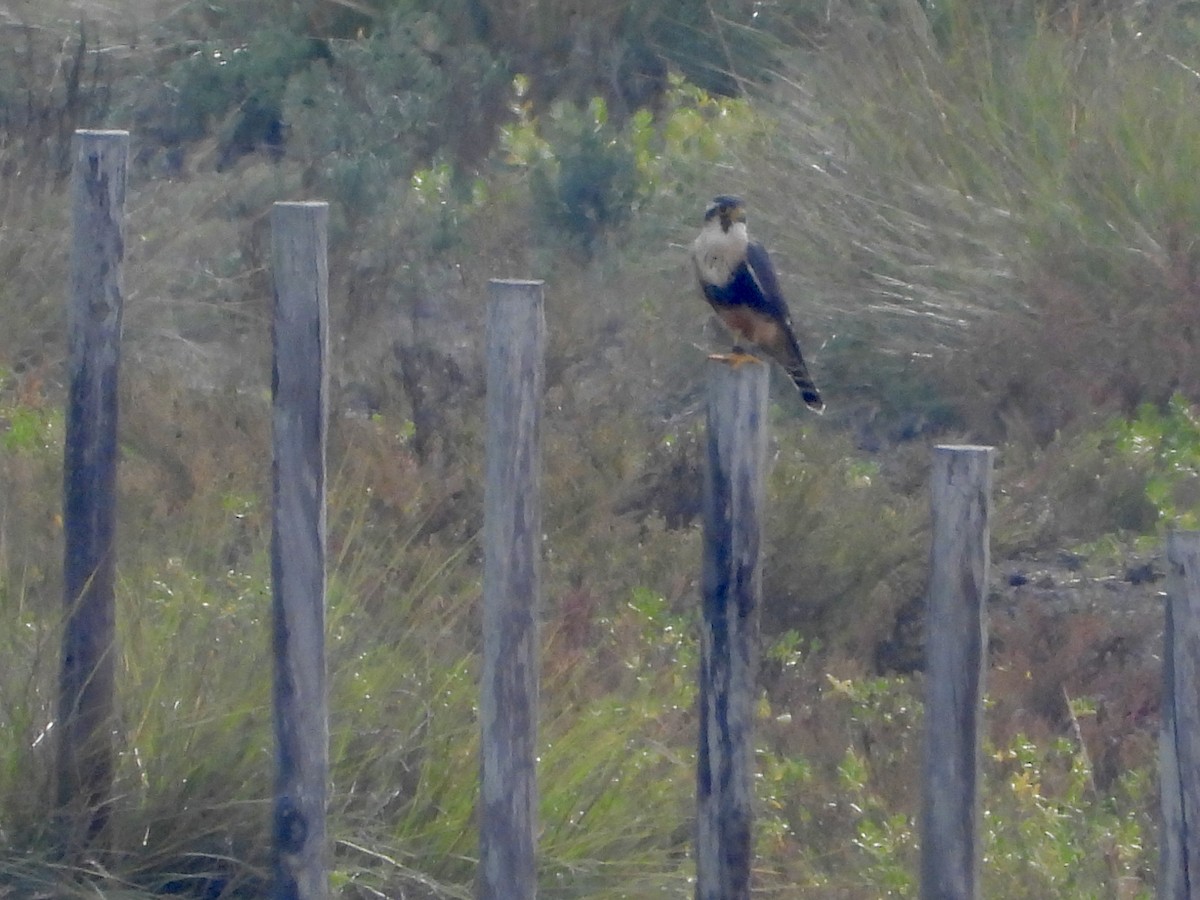 ostříž aplomado - ML646026999