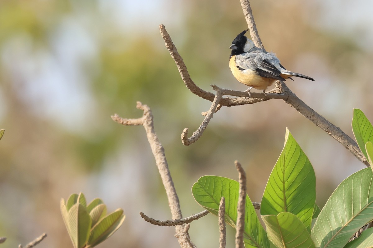 Coal-crested Finch - ML646027000
