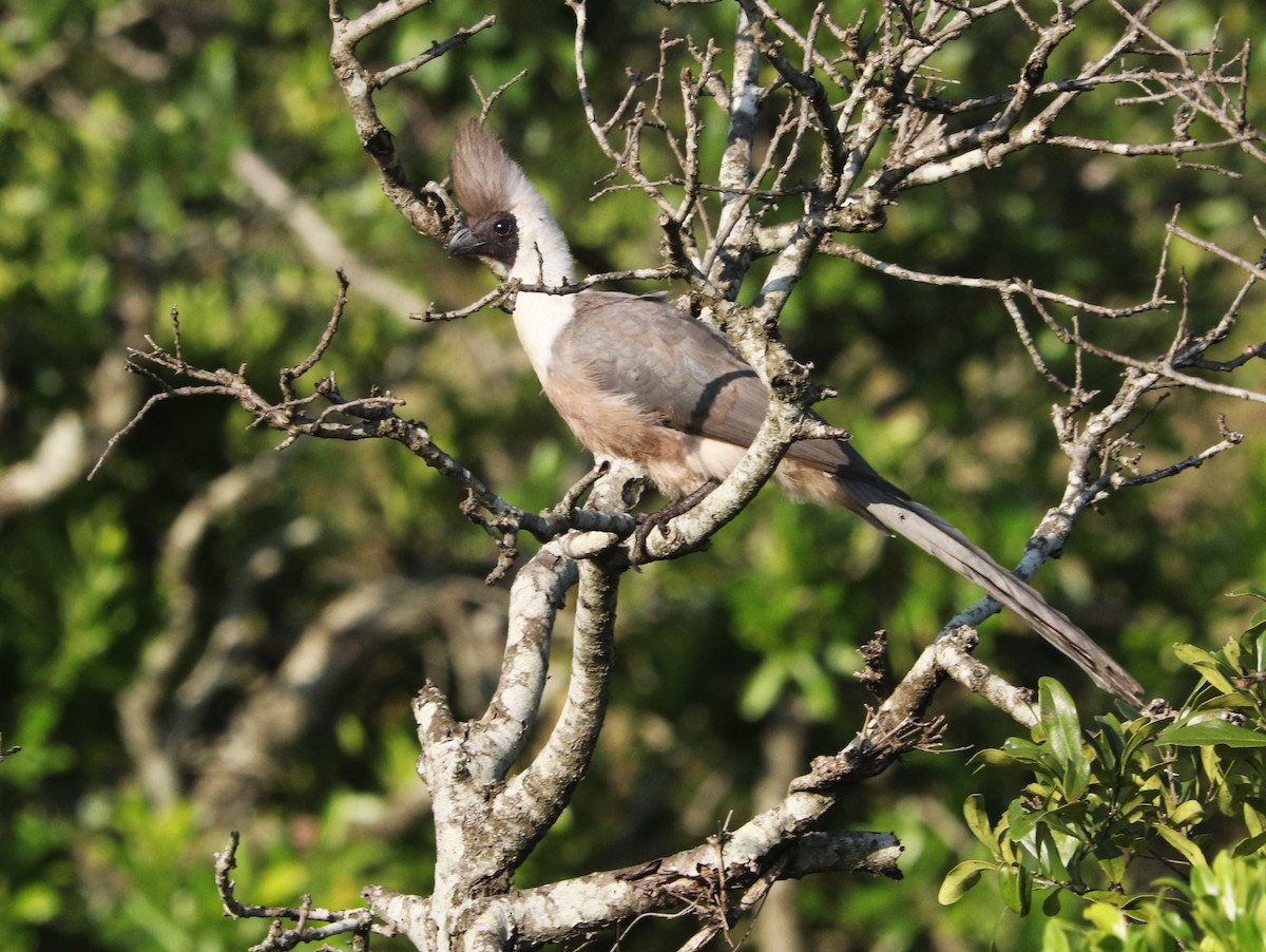 sparák naholící - ML646027001