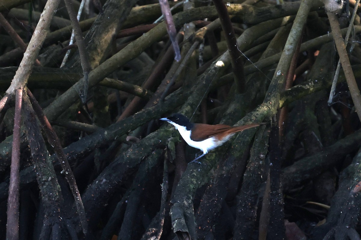 Shining Flycatcher - ML646027002