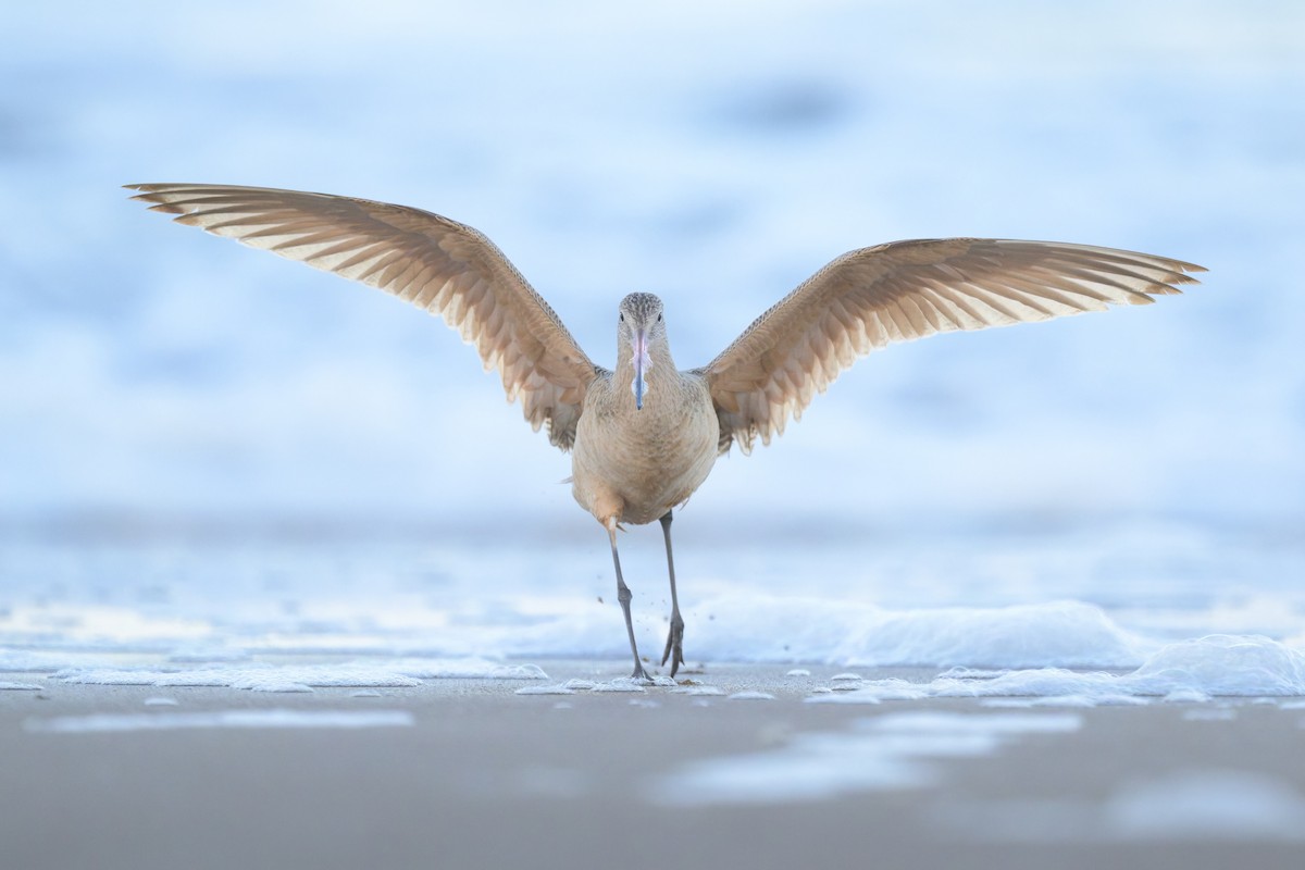 koliha americká - ML646027003