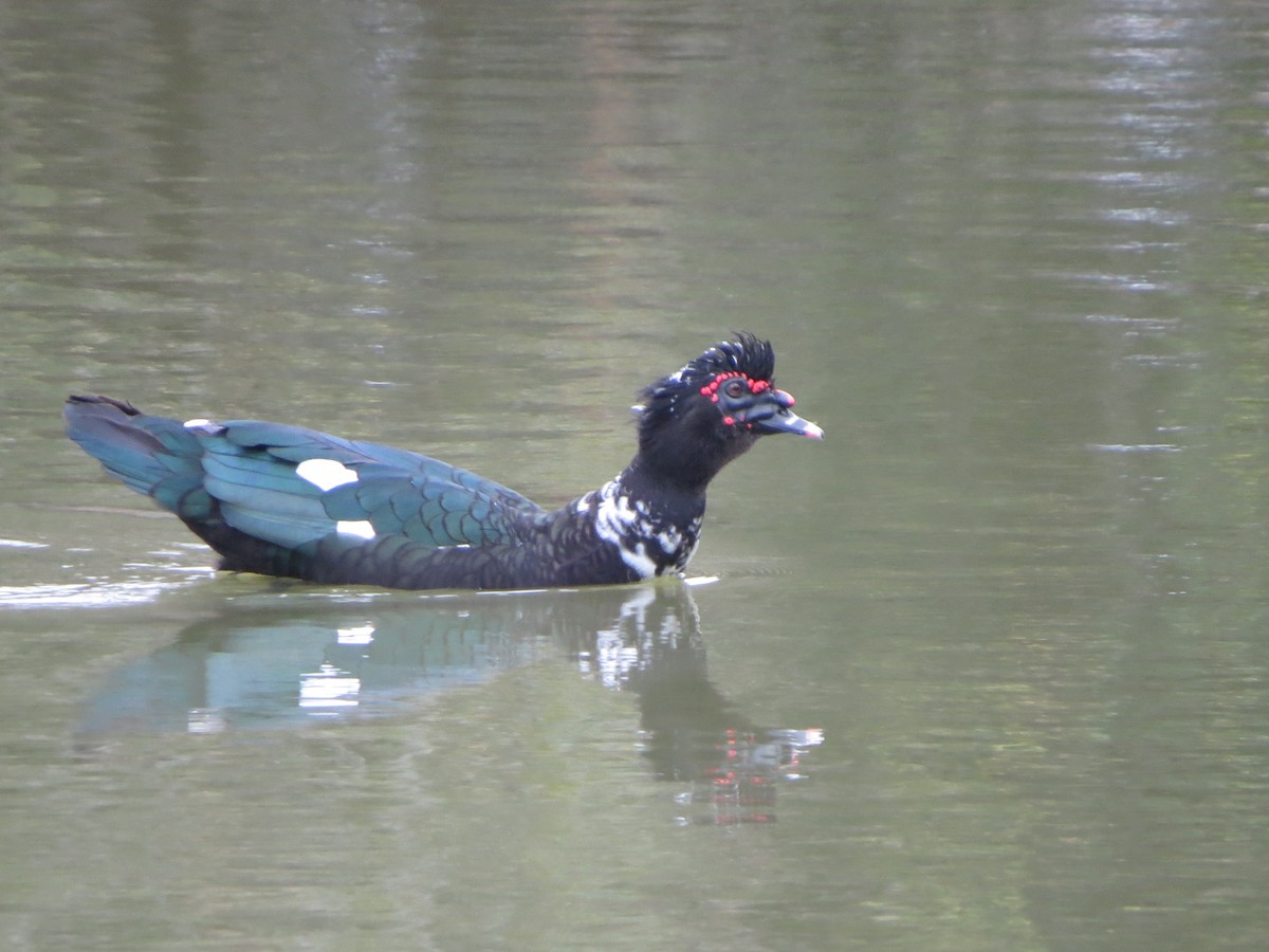 pižmovka americká (domestikovaná) - ML646027004