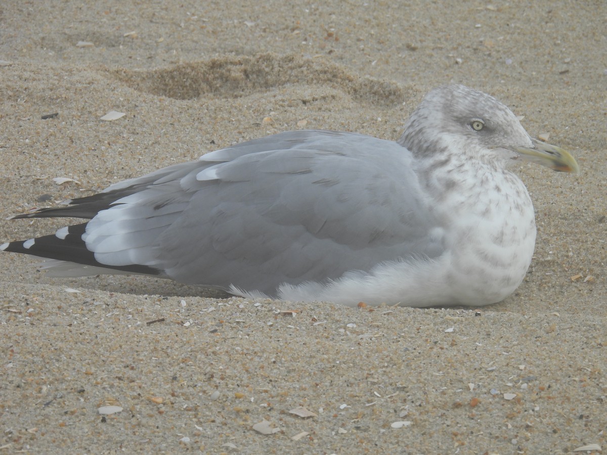 racek americký - ML646027005