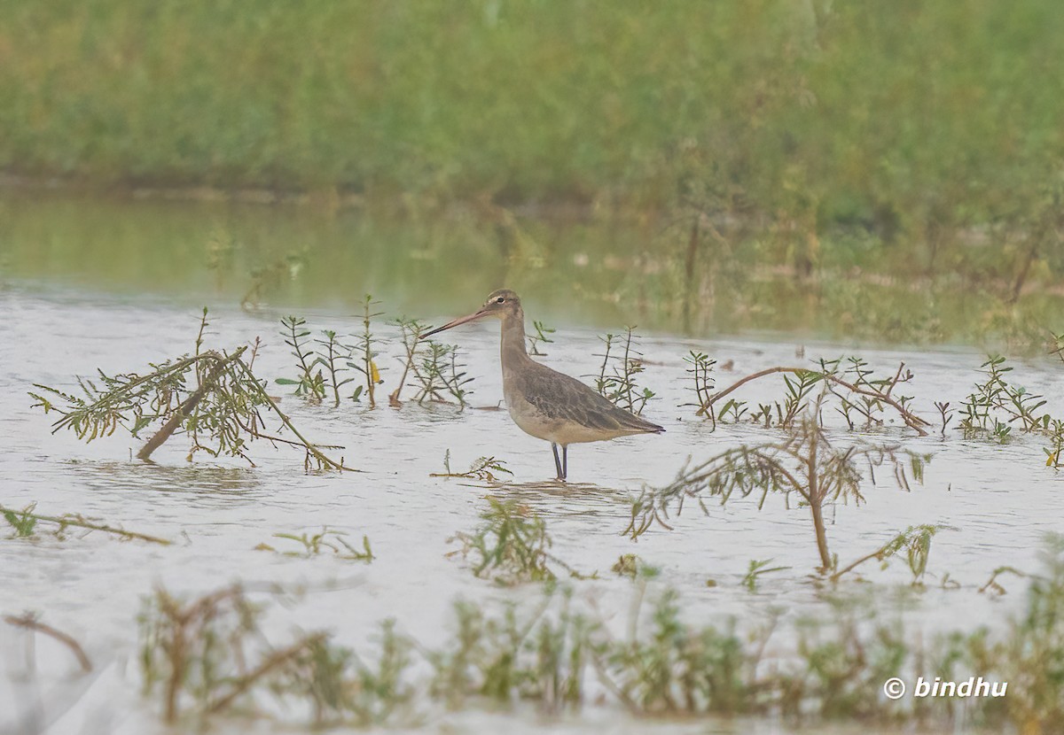 břehouš černoocasý - ML646027011