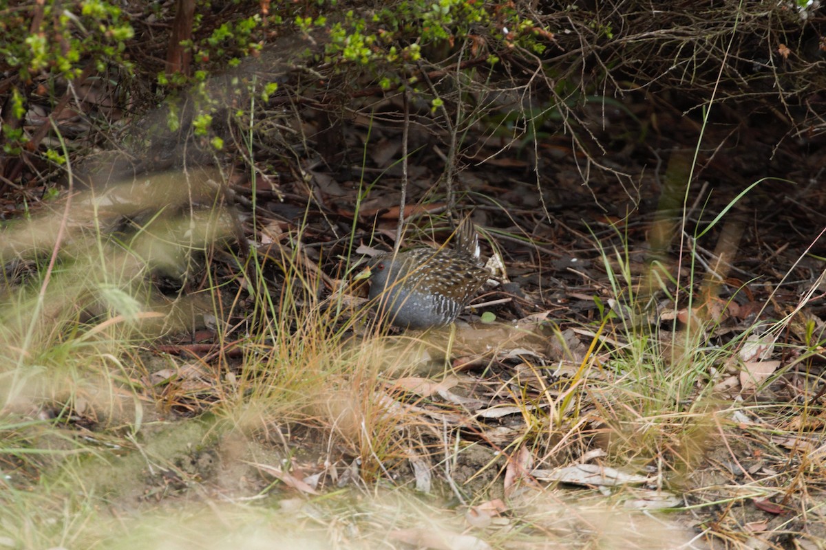 chřástal australský - ML646027012