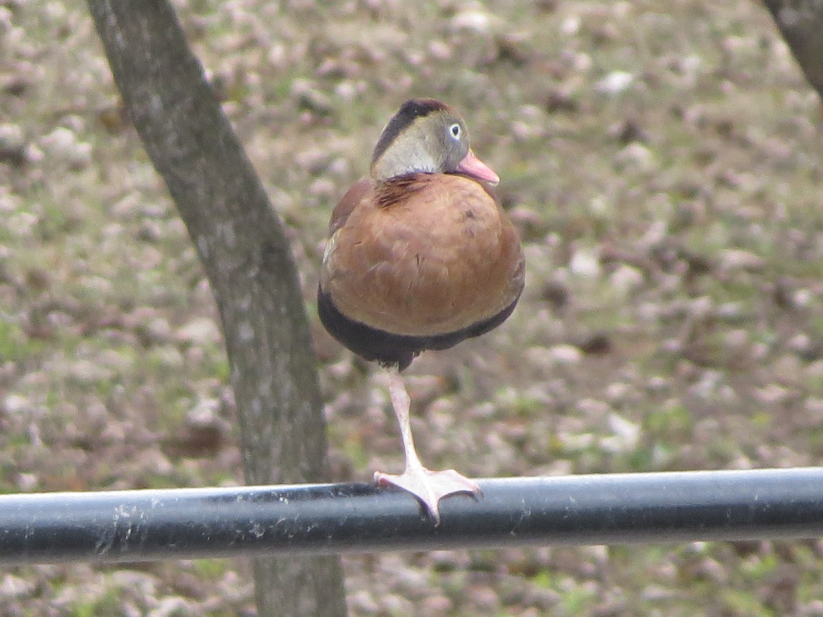 husa sněžní - ML646027013