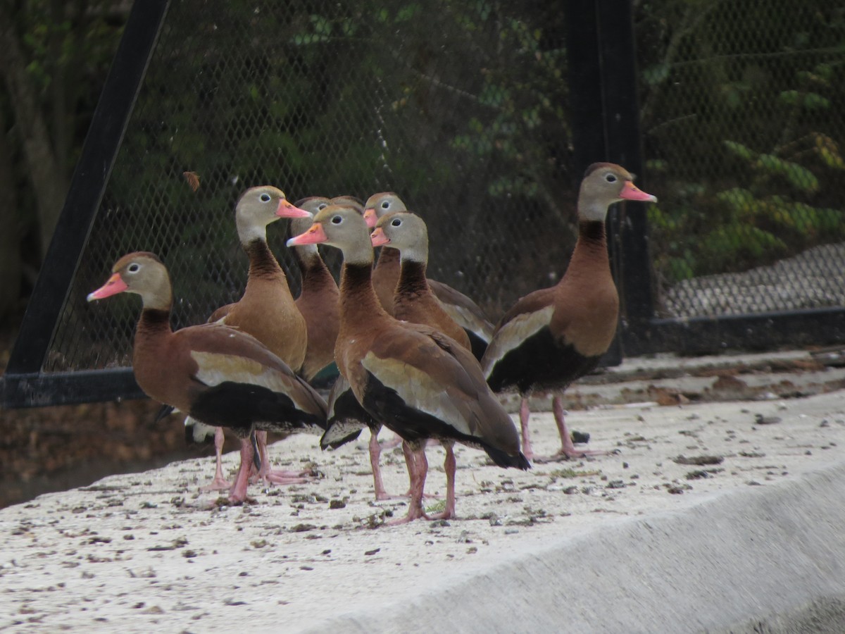 husa sněžní - ML646027014