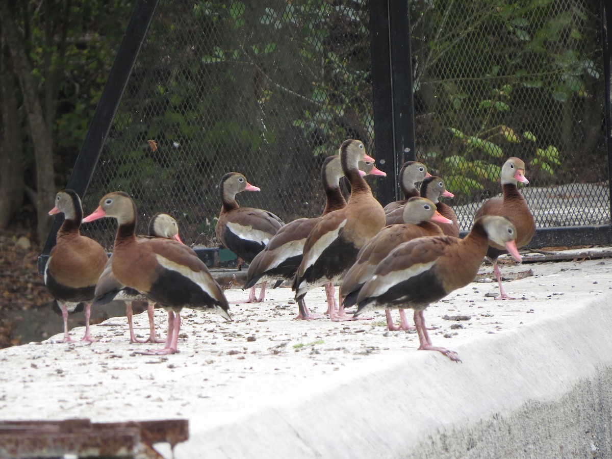 husa sněžní - ML646027015