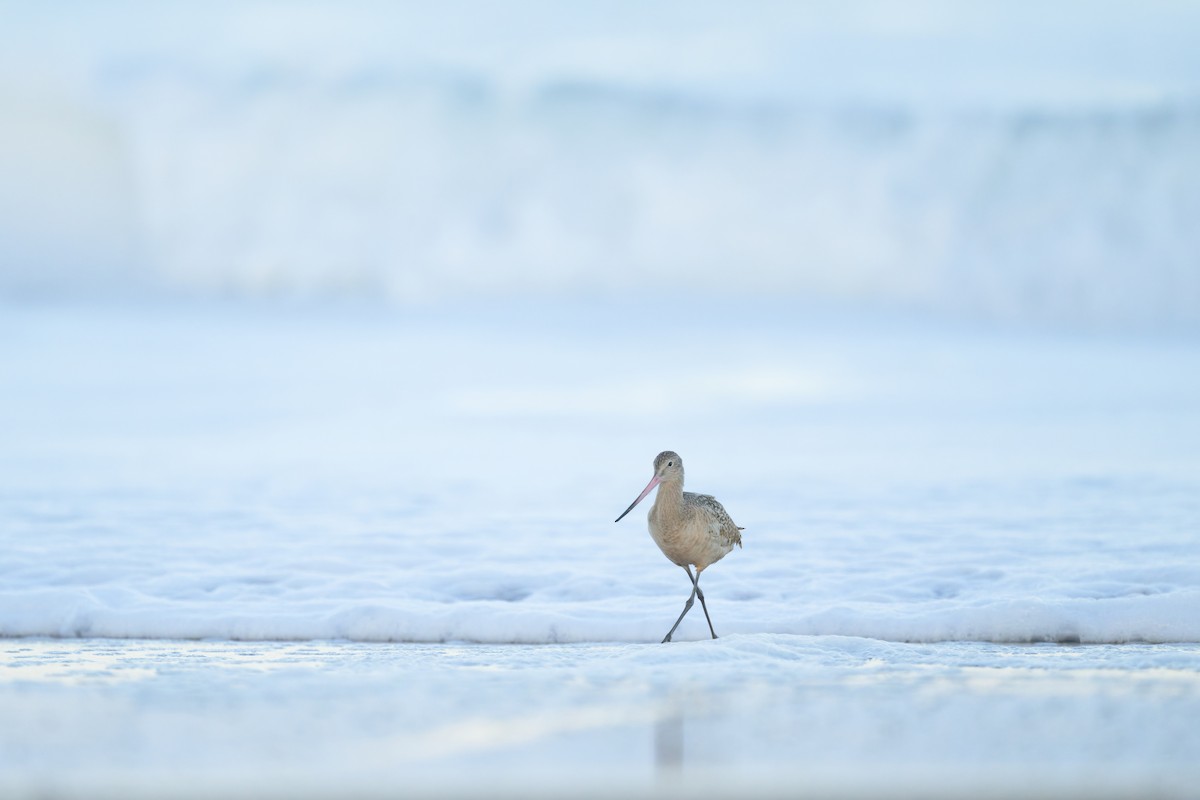 břehouš velký - ML646027016