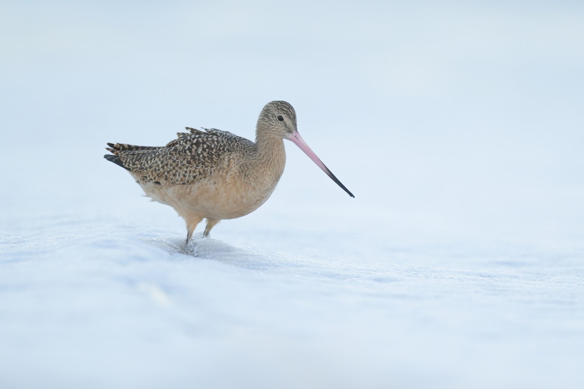 břehouš velký - ML646027017