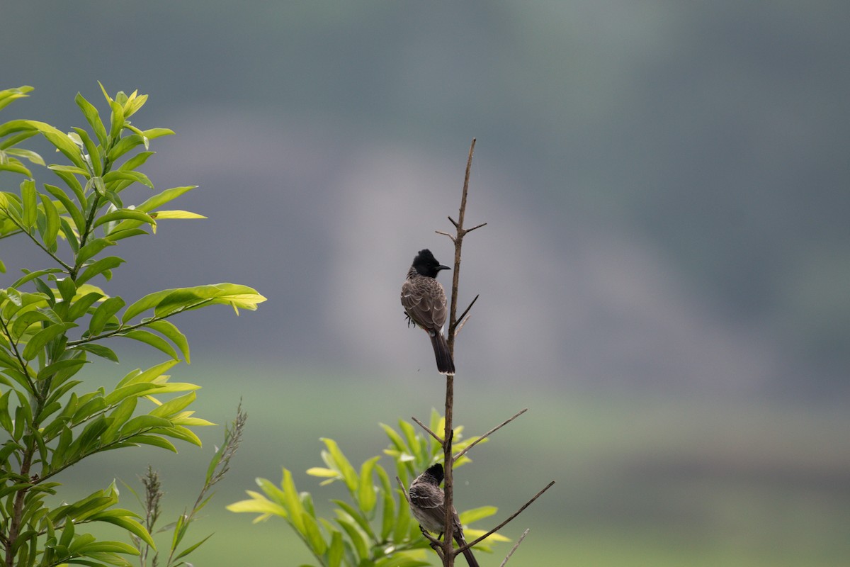 bulbul šupinkový - ML646027019