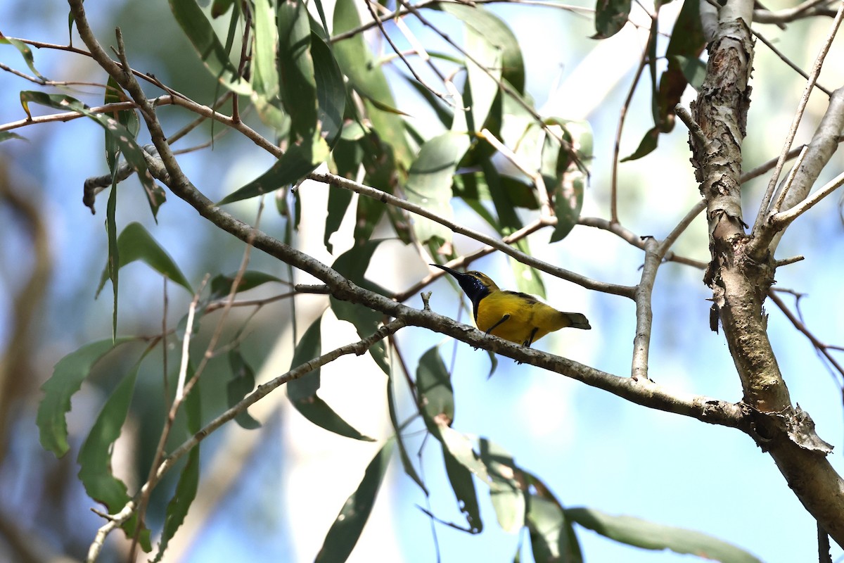 strdimil sahulský - ML646027020