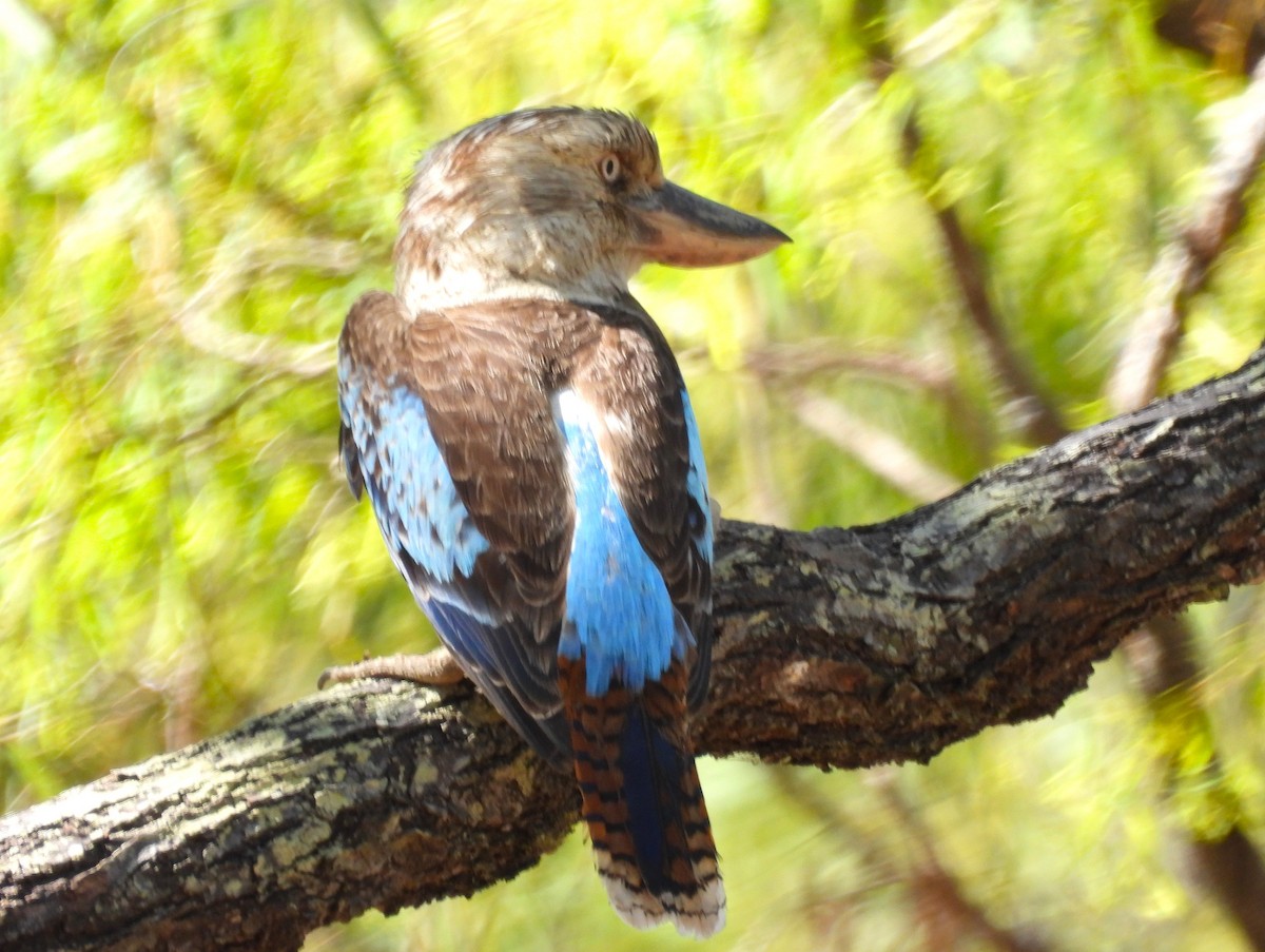 ledňák kukabura - ML646027021