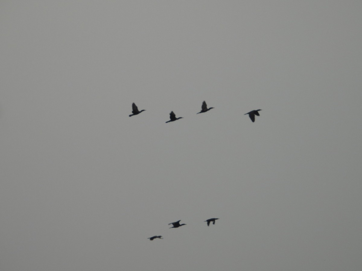 kormorán menší - ML646027022