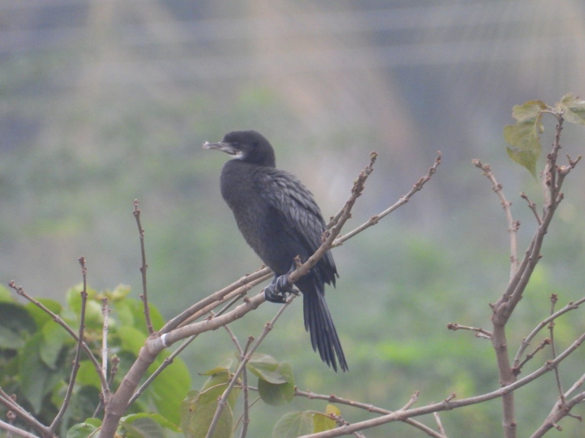 kormorán menší - ML646027023