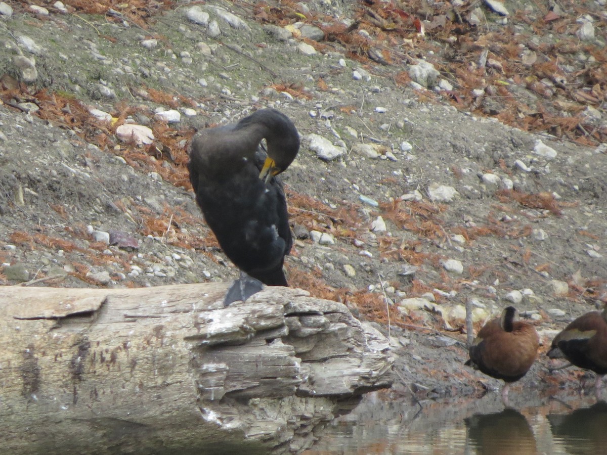 kormorán ušatý - ML646027024