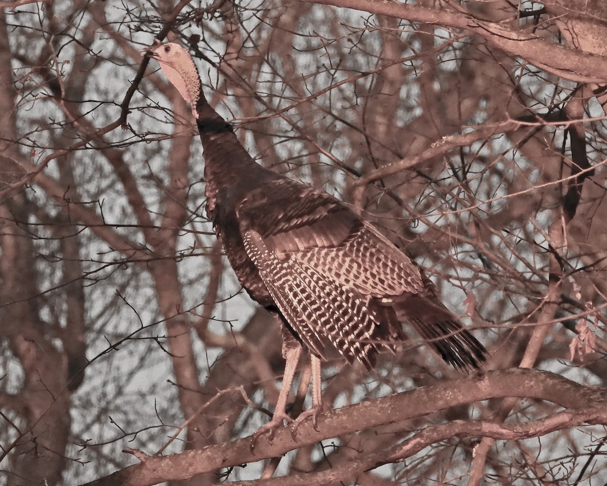 Wild Turkey - ML646027028