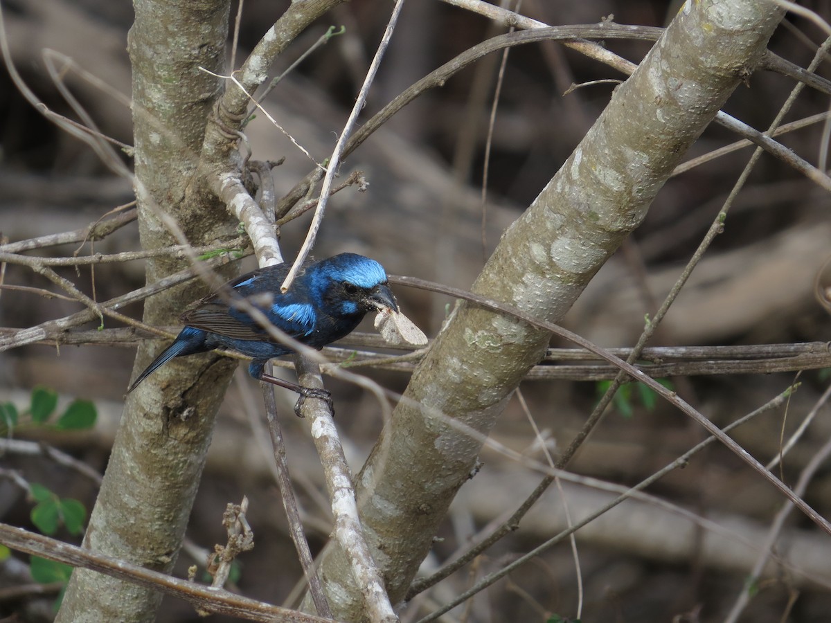 Blue Bunting - ML646027030