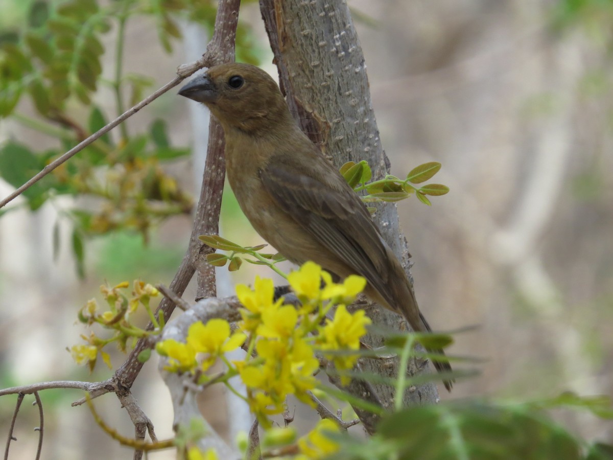 Blue Bunting - ML646027032