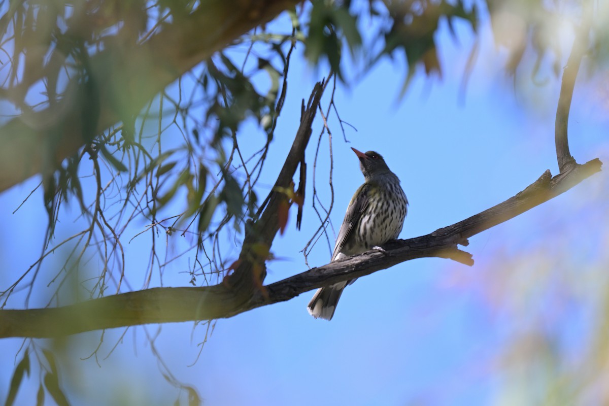 Olive-backed Oriole - ML646027033
