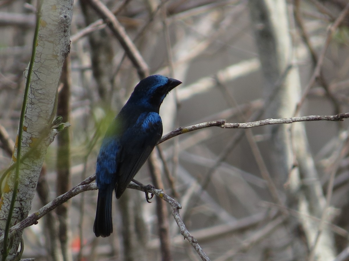 Blue Bunting - ML646027036
