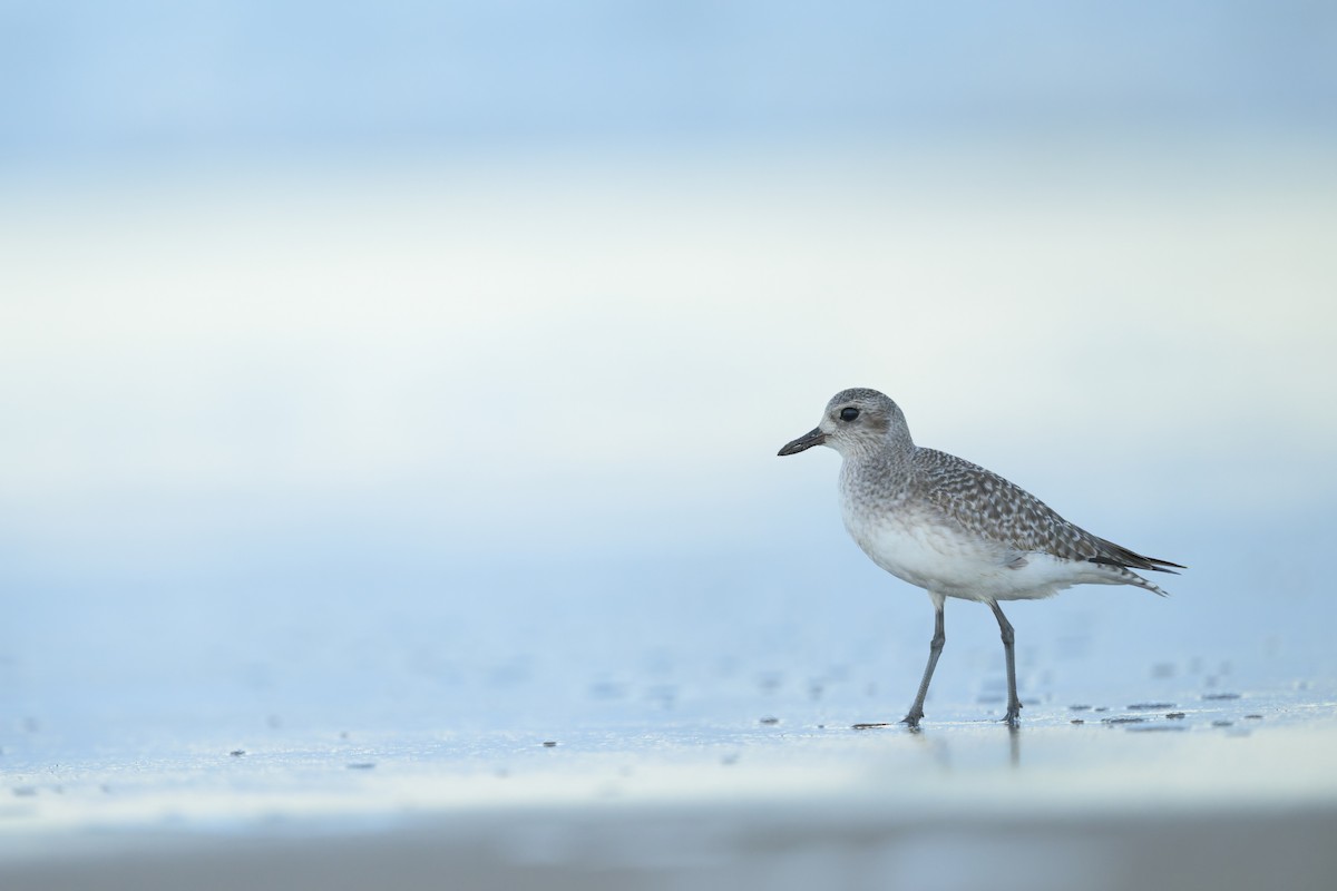 ダイゼン - ML646027039