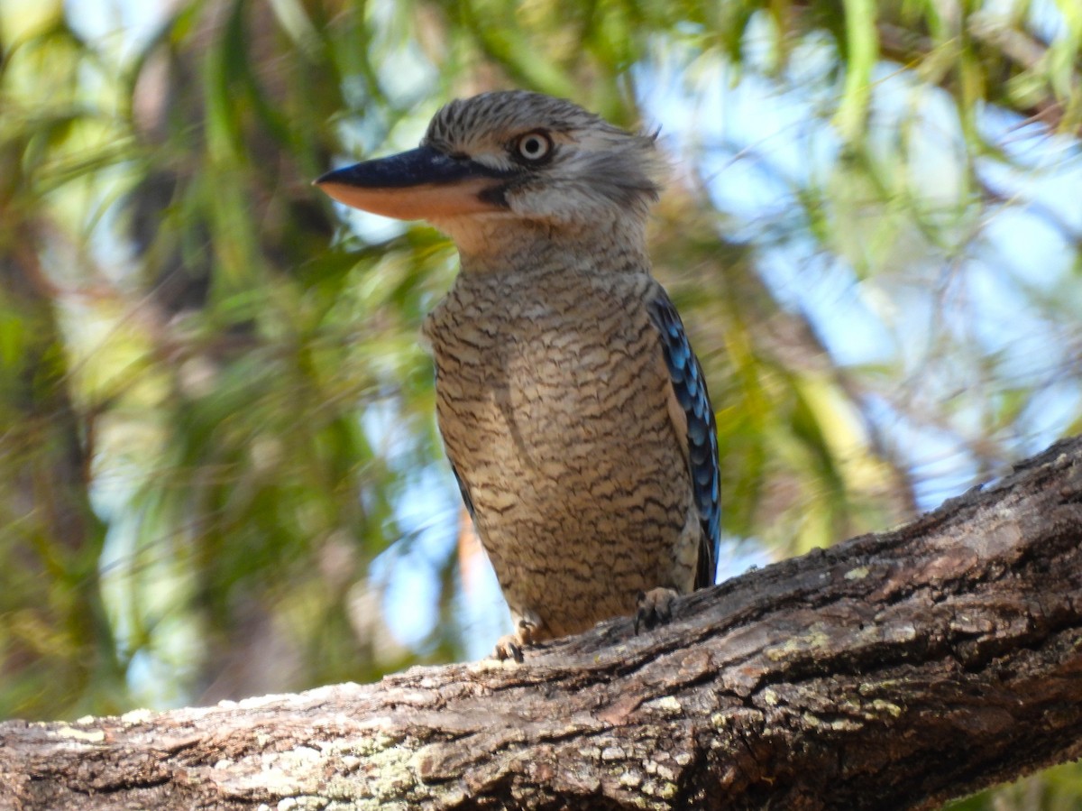Blue-winged Kookaburra - ML646027043