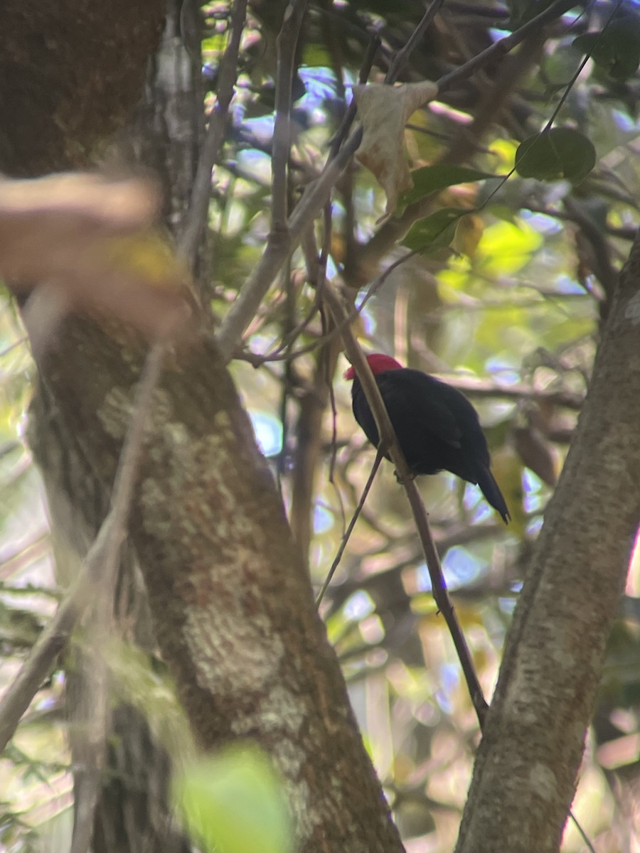 Манакін малиновоголовий - ML646027046