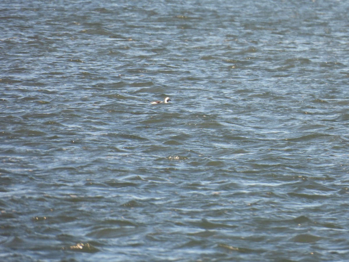 Long-tailed Duck - ML646027047