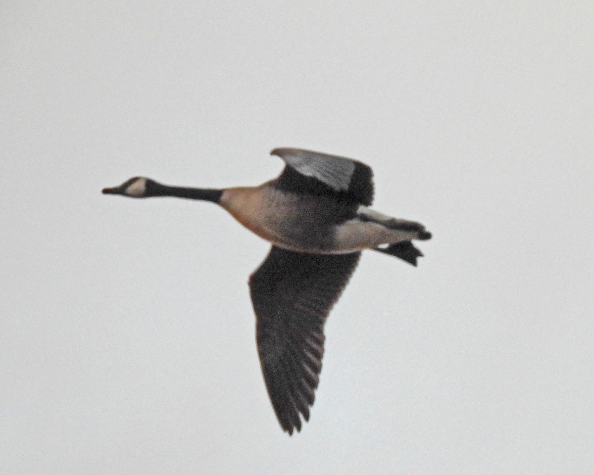 Kanadagans - ML646027050