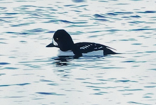 キタホオジロガモ - ML646027060