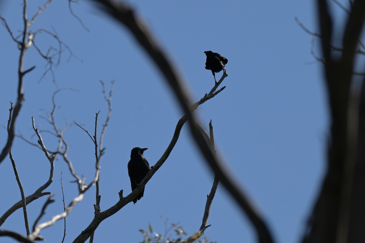 ミナミコワタリガラス - ML646027064