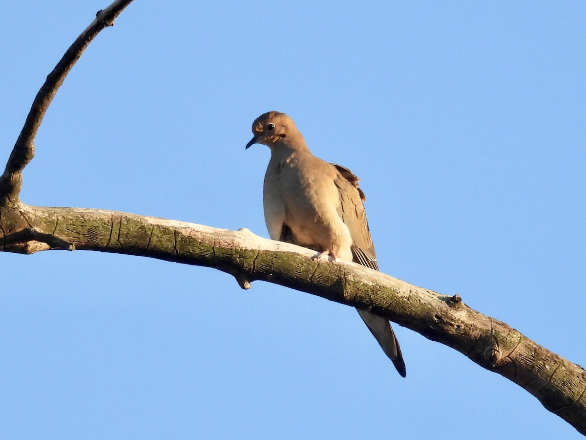 Mourning Dove - ML646027065