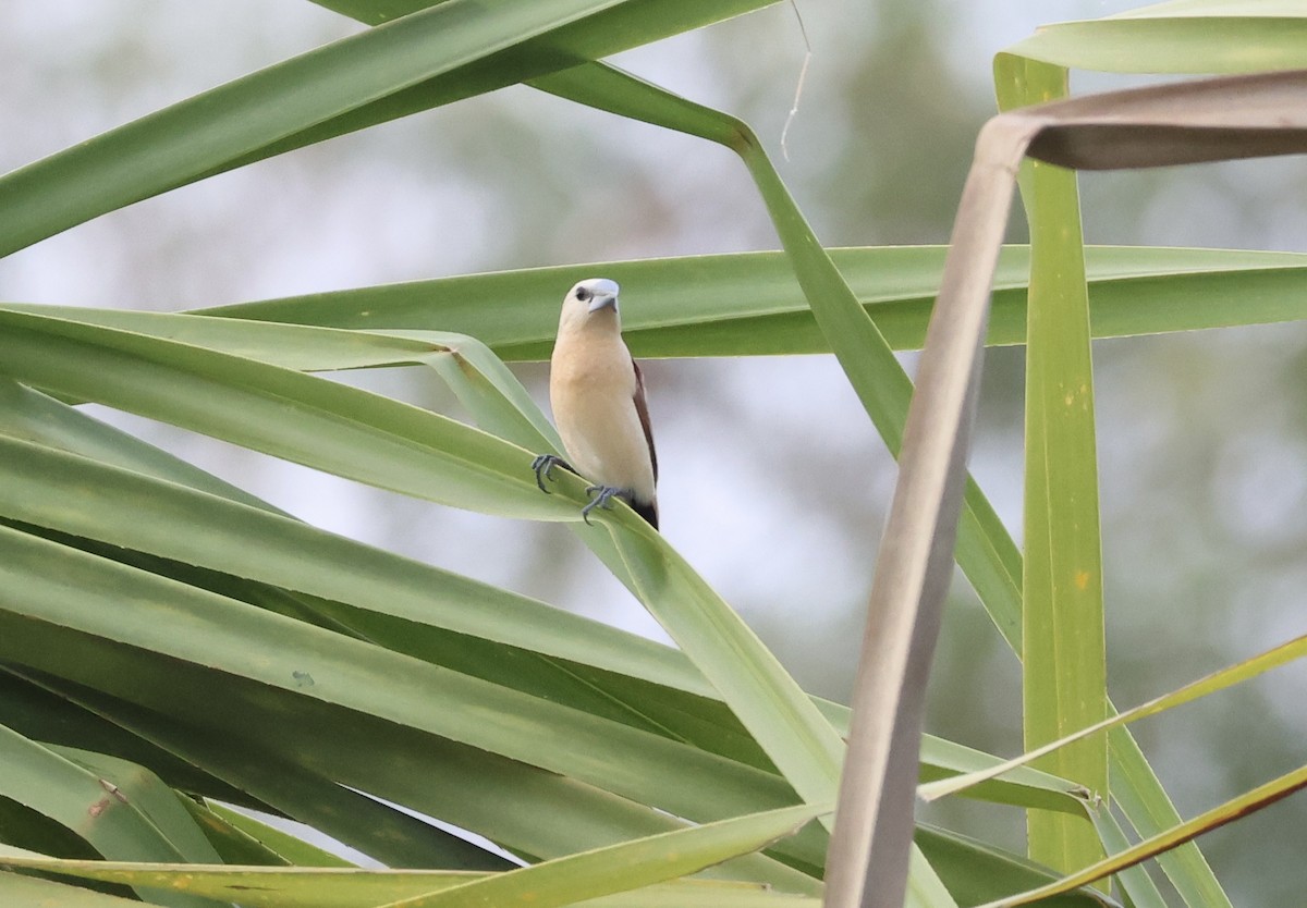 Yellow-rumped Munia - ML646027066
