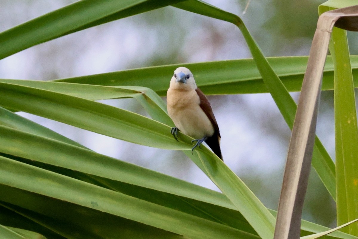 Yellow-rumped Munia - ML646027067