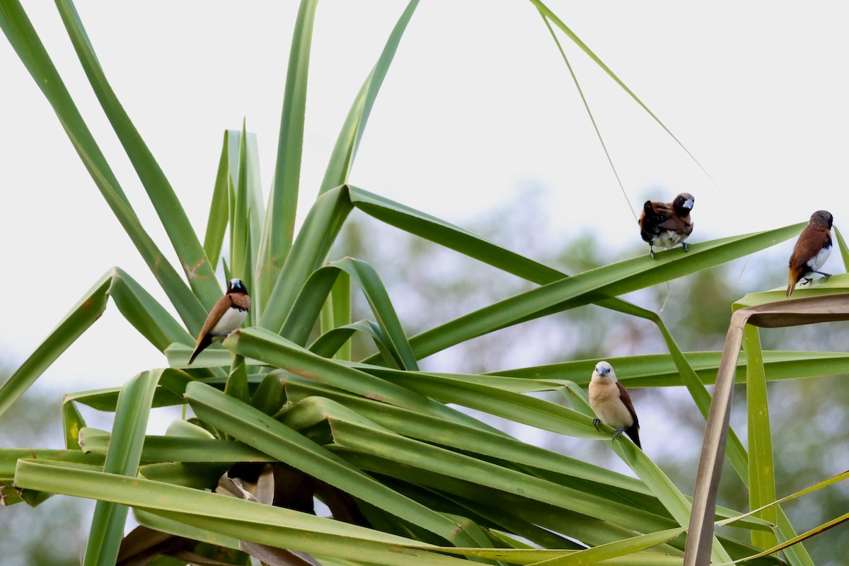 Yellow-rumped Munia - ML646027068