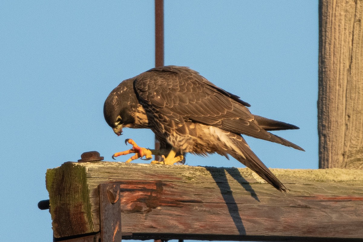 sokol stěhovavý - ML646027069