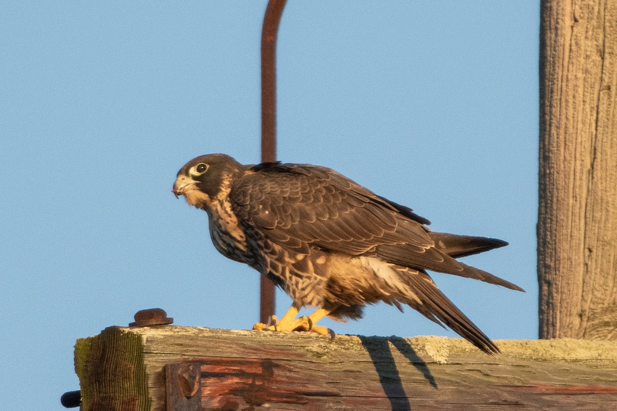 sokol stěhovavý - ML646027070