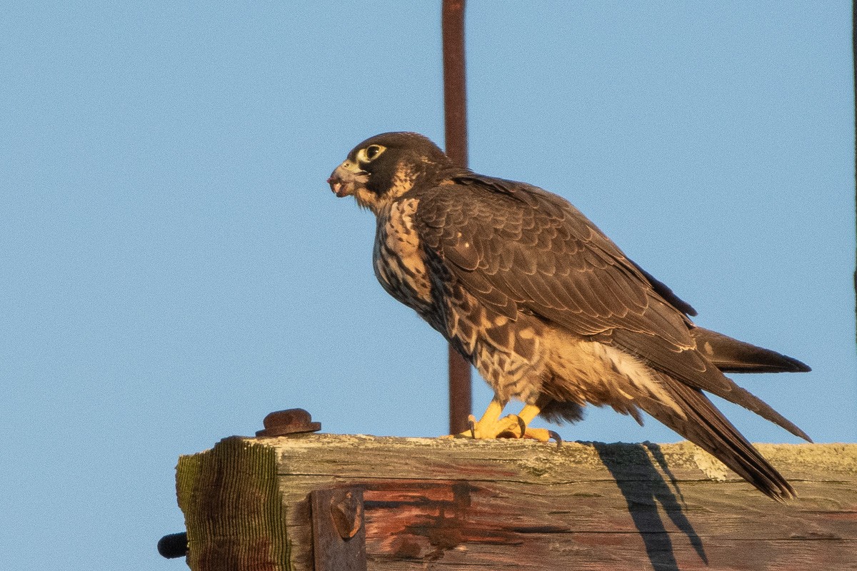 sokol stěhovavý - ML646027071