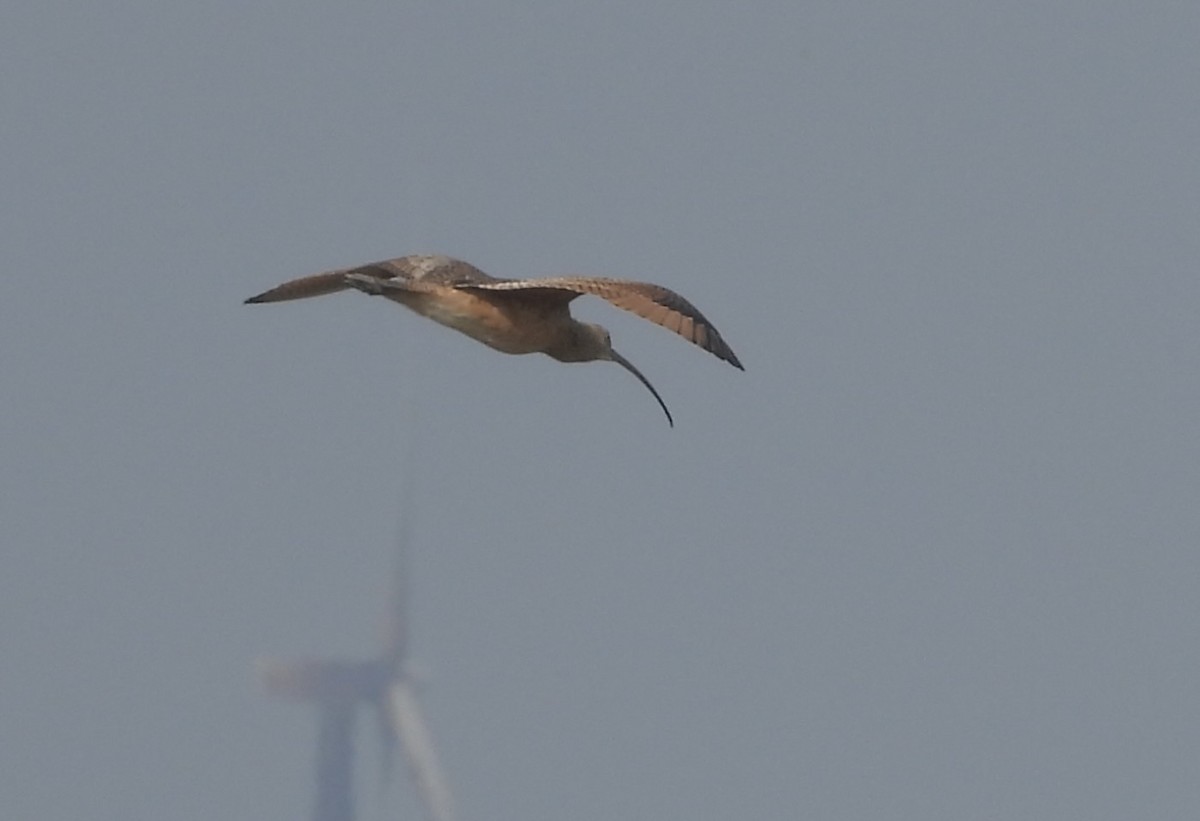 Long-billed Curlew - ML646027073